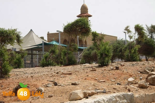 ard jablya 724 (1).JPG